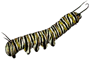 Starry Caterpillars