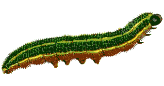 Ghost Caterpillar