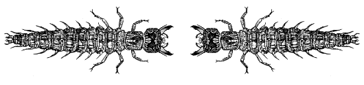 Hellgrammites