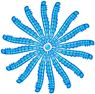 Larval Sunburst