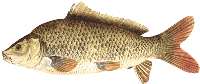 carp