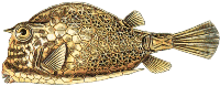 cowfish