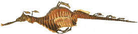 seadragon
