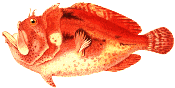 frogfish
