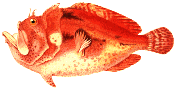 frogfish