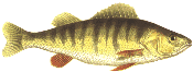 yellow perch