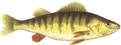 yellow perch