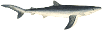 shark
