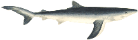 shark