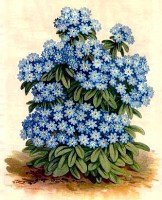 forget-me-not