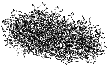 horsehair worms