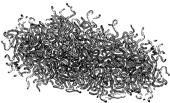 horsehair worms