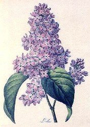 lilac