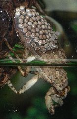 giant water bug with eggs