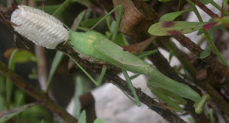 Carolina mantis ovipositing
