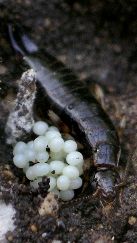 earwig with eggs