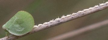planthopper ovipositing