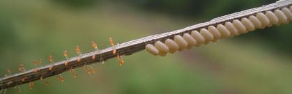 owlfly eggs