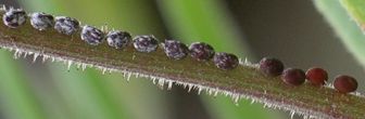 coreid bug eggs