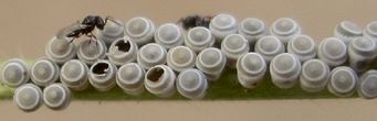 scelionid wasps and stink bug eggs