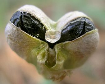 Rainlily seed pod
