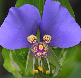 False Dayflower