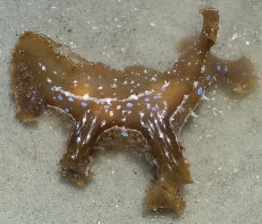 Nudibranch or Sea Slug