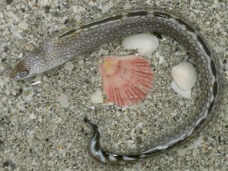 Eel and Sea Shells