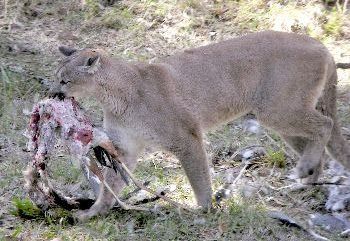 cougar with great blue heron carcass