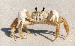 ghost crab