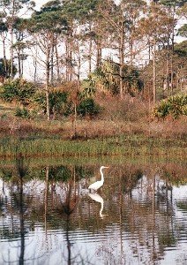 American egret near campgrounds