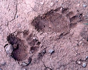 black bear tracks