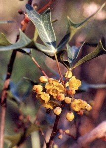 agarita blossoms