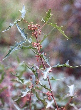 agarita with buds