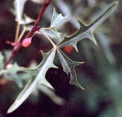 agarita fruit