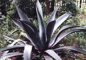 large, unidentified agave