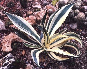 young variegated American agave