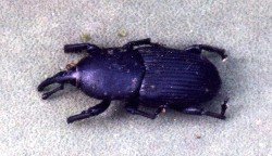 weevil found burrowing in agave