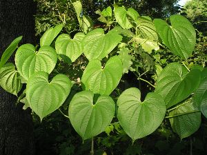 air potato leaves