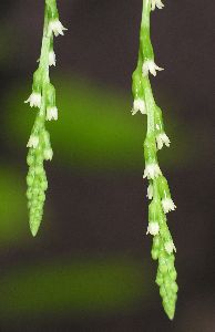 air potato blossoms