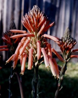 aloe blossoms