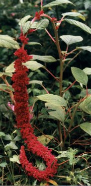 old amaranthus plant