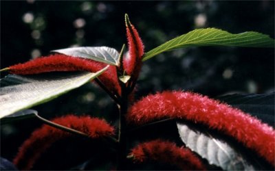 amaranthus