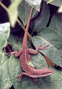 gravid female green anole