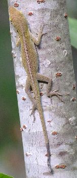 young anole with regrown tail