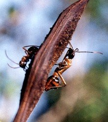 broad-headed bug nymphs on unidentified seed pod