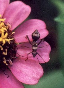 broad-headed bug nymph on zinnia