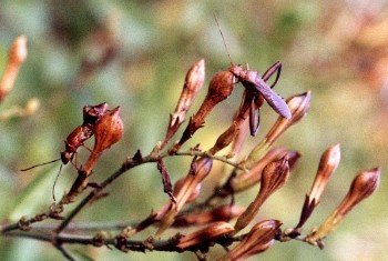 broad-headed bug nymph and adult on flame acanthus seed pods