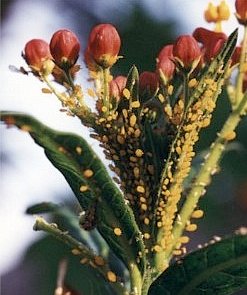 yellow aphids on butterfly weed