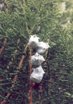 arborvitae needles and cones